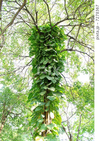 何の木？ 7278367