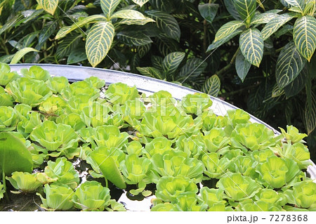 浮葉植物 7278368