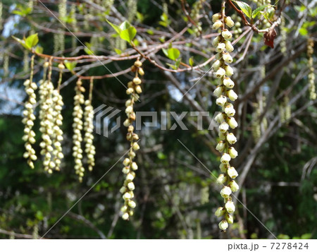 きぶしの花　ヨコ 7278424