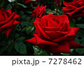 不気味な薔薇 7278462