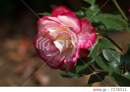 ジュビレ・デュ・プリンス・ドゥ・モナコ白と桃色の花 7278511