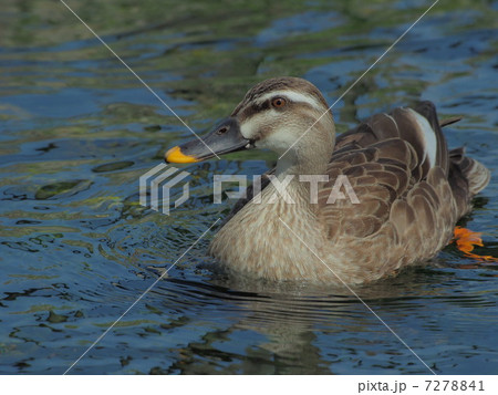 カルガモ 7278841