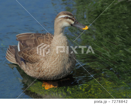 軽鴨 7278842