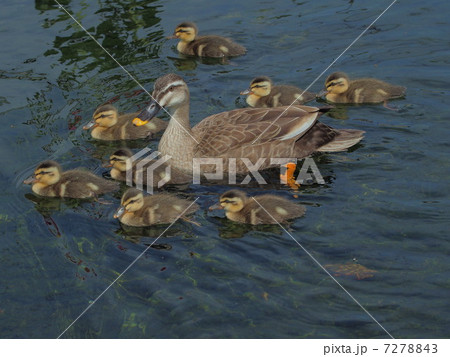 親子一緒 7278843