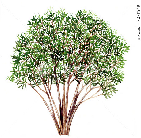リョウブのスケッチ 植物の精密イラスト画　手書き　 7278849