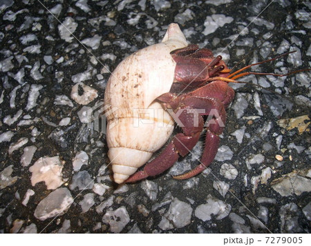 ヤドカリ ヤドカリ 7279005