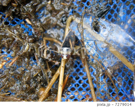 マツモムシ 7279014