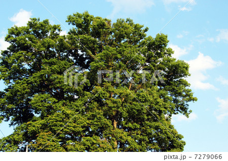 欅の大木 7279066