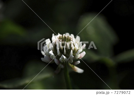 しろつめくさ 7279072