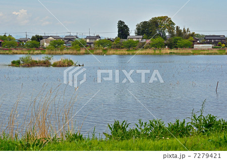 館林散歩・城沼 7279421