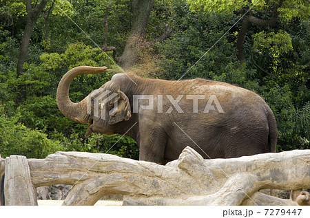 ゾウの砂浴び 7279447
