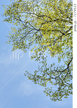 新緑と青空 7279523