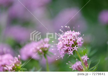 フォプシス・スティローサ 7279641