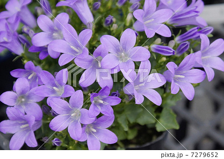 ベルフラワー 花の写真素材