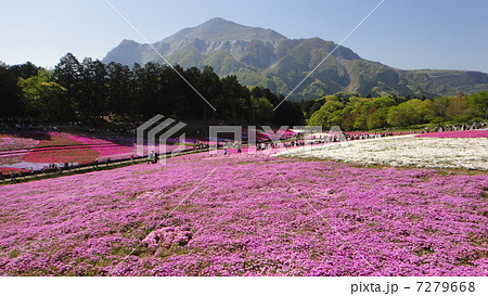 芝桜と武甲山 芝桜と武甲山 7279668