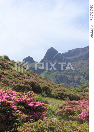 仙酔峡のミヤマキリシマ 7279740