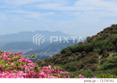 仙酔峡のミヤマキリシマ 7279741