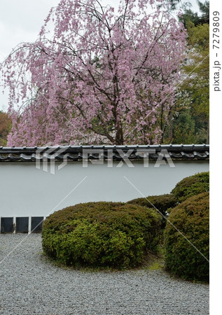 春の正伝寺 7279809