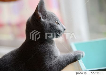 ロシアンブルー 7279868