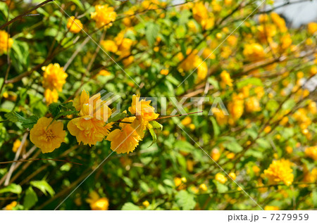 樹木・ヤエヤマブキ バラ科 樹木・ヤエヤマブキ バラ科 7279959