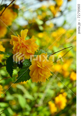 樹木・ヤエヤマブキ バラ科 樹木・ヤエヤマブキ バラ科 7279960