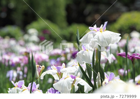 花菖蒲 花菖蒲 7279999