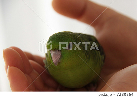 サザナミインコ（生後2か月） 7280264