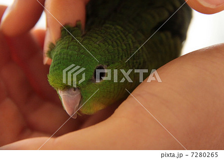 サザナミインコ（生後2か月） 7280265