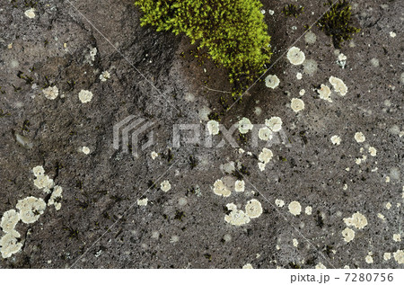 這い寄る苔 7280756