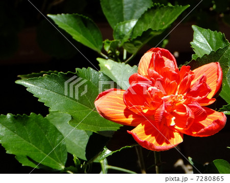 八重咲きハイビスカス 7280865