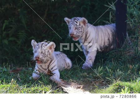ホワイトタイガーの赤ちゃん 7280866