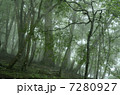 霧の森 7280927