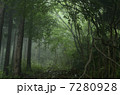 霧の森 7280928