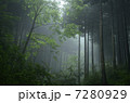 霧の森 7280929