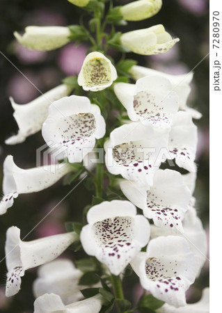 花 7280970