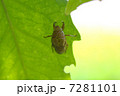 脱皮 7281101