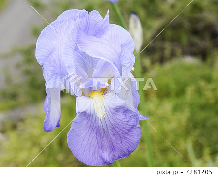 イリス・パリタ゛ 7281205
