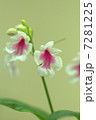 岩千鳥 7281225