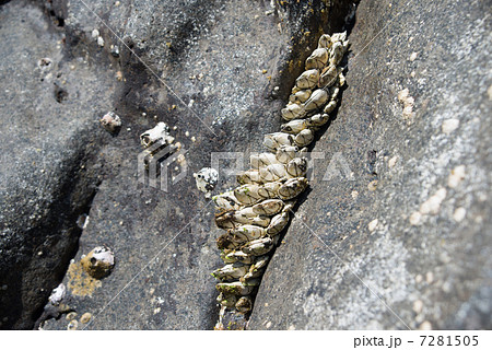 カメノテ 7281505