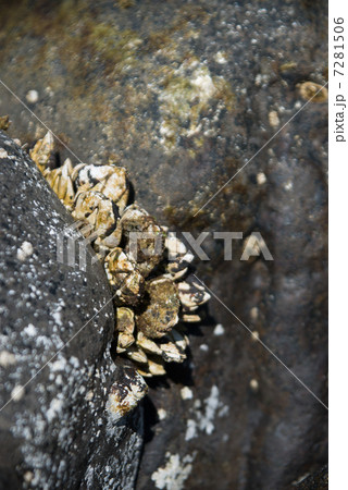 カメノテ 7281506