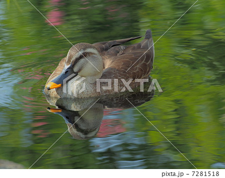 川面に浮かぶ 軽鴨 川面に浮かぶ 軽鴨 7281518