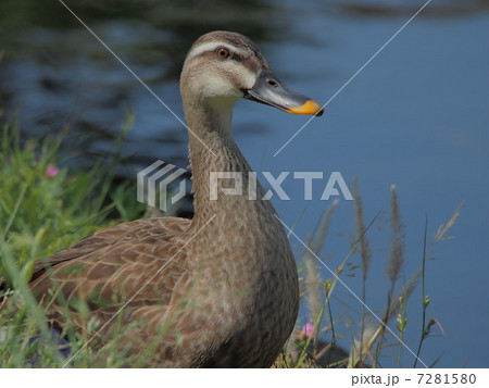 陸地で一休み　軽鴨 7281580