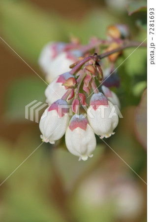 ブルーベリー(ラビットアイ系)の花 ブルーベリー(ラビットアイ系)の花 7281693