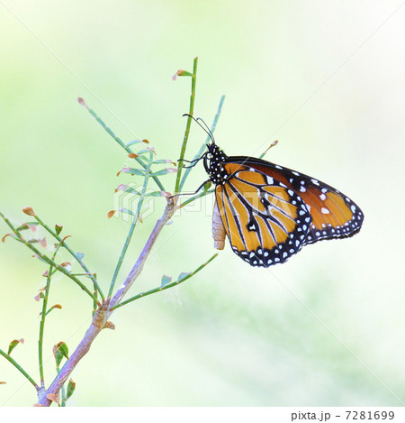 オオカバマダラ 7281699