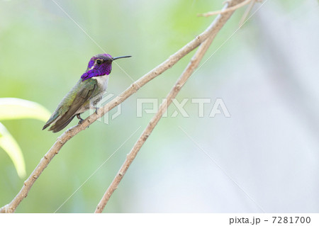 ハミングバード ハミングバード 7281700