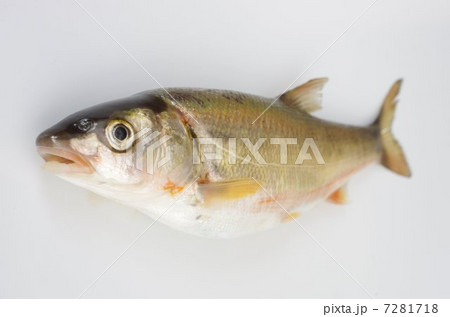 ウグイ（ハヤ）　俯瞰 7281718