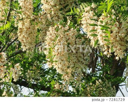 ニセアカシア 7281729