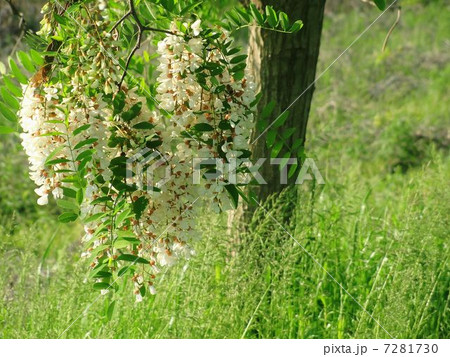ニセアカシア ニセアカシア 7281730