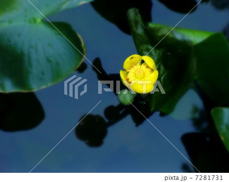 コウホネ コウホネ 7281731