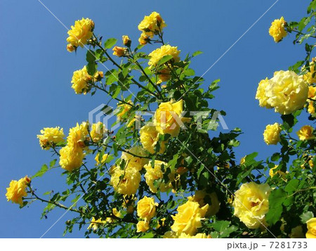 黄色い薔薇 黄色い薔薇 7281733